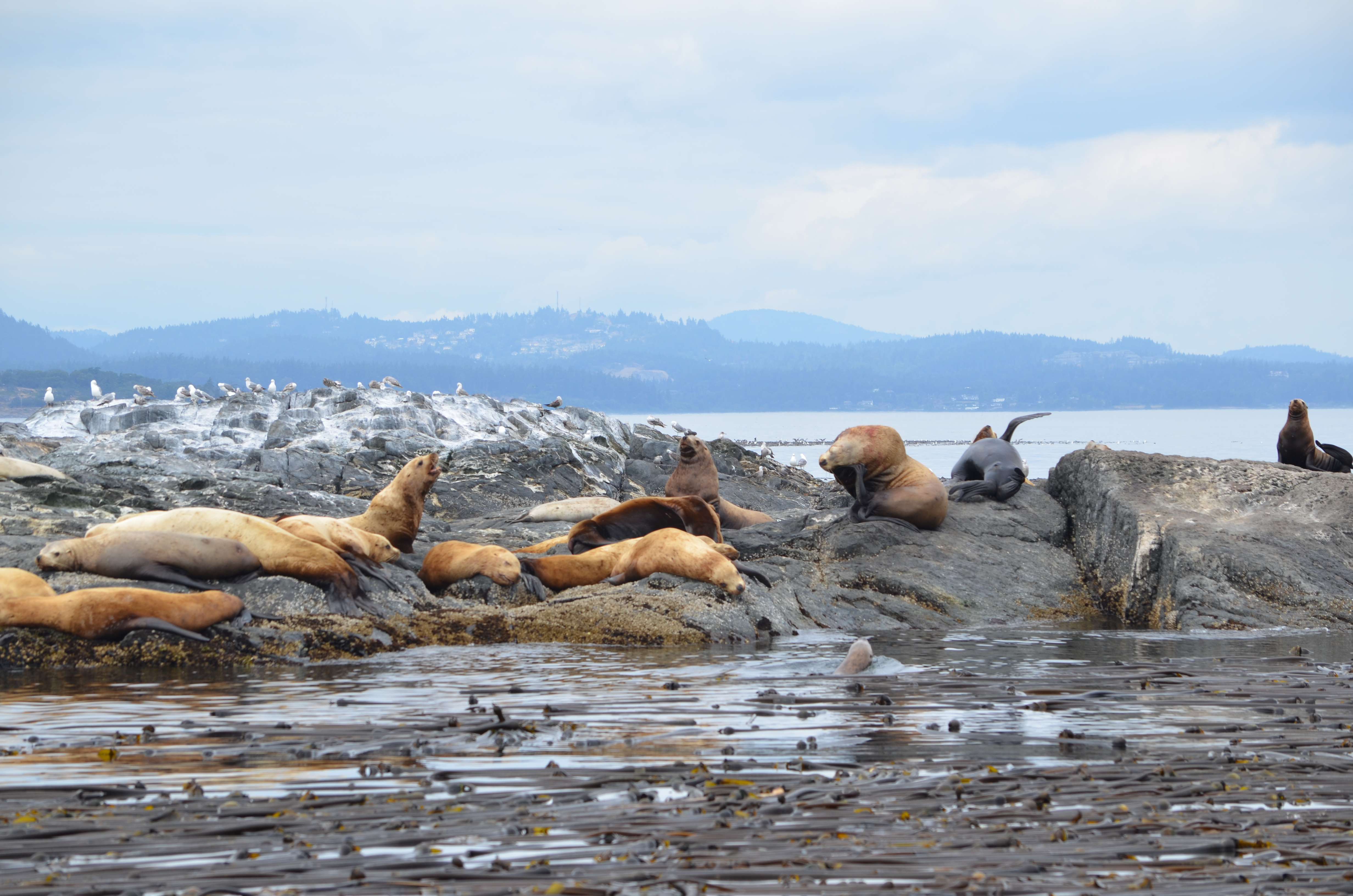 photos/wildlife/Mammal_Species/Steller Sea Lion/DSC_0228.JPG